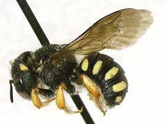 Pseudoanthidium nanum