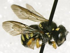 Pseudoanthidium nanum