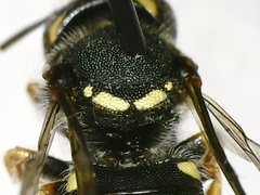 Pseudoanthidium nanum