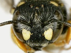 Pseudoanthidium nanum