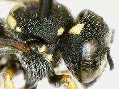 Pseudoanthidium nanum