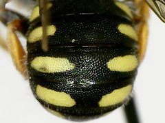 Pseudoanthidium nanum