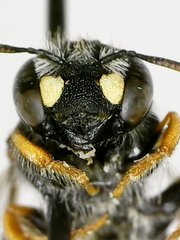 Pseudoanthidium nanum
