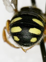 Pseudoanthidium nanum