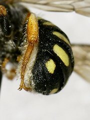 Pseudoanthidium nanum