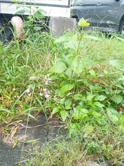 Cyanthillium cinereum