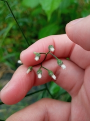 Cyanthillium cinereum