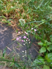 Cyanthillium cinereum