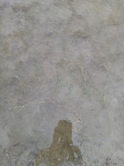 Potamogeton ochreatus