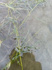 Potamogeton ochreatus