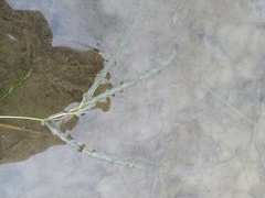 Potamogeton ochreatus