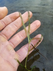Potamogeton ochreatus