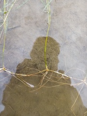 Potamogeton ochreatus