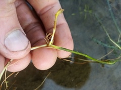 Potamogeton ochreatus