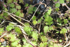 Leptinella squalida