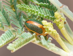 Calomela parilis
