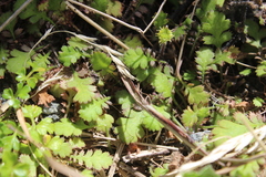 Leptinella squalida