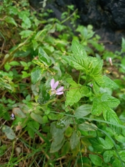 Cleome rutidosperma