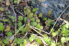 Leptinella squalida