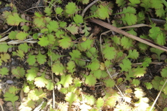 Leptinella squalida
