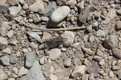 Amphipsalta strepitans