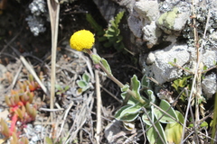 Craspedia uniflora maritima
