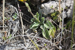 Craspedia uniflora maritima