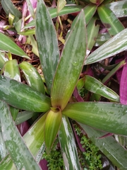 Tradescantia spathacea