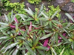 Tradescantia spathacea