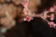 Euphorbia khandallensis