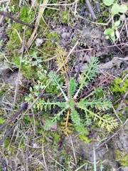 Matricaria discoidea