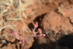 Euphorbia khandallensis