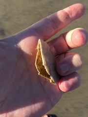 Dendraster excentricus