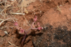 Euphorbia khandallensis