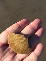 Dendraster excentricus