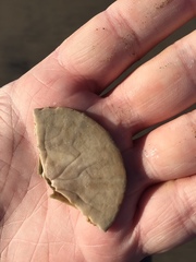 Dendraster excentricus