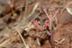 Euphorbia khandallensis