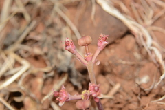 Euphorbia khandallensis