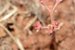 Euphorbia khandallensis