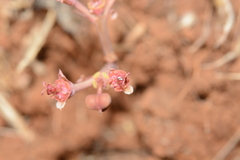 Euphorbia khandallensis