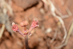 Euphorbia khandallensis