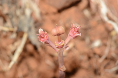 Euphorbia khandallensis