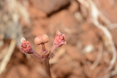 Euphorbia khandallensis