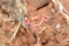 Euphorbia khandallensis