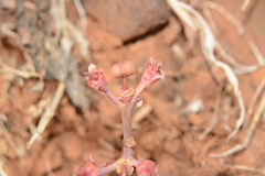 Euphorbia khandallensis