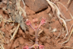 Euphorbia khandallensis