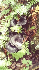 Omphalotus mexicanus