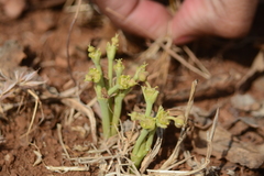 Euphorbia khandallensis