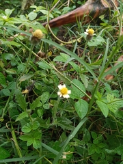 Tridax procumbens