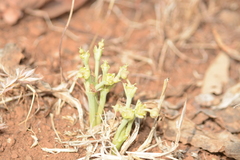 Euphorbia khandallensis